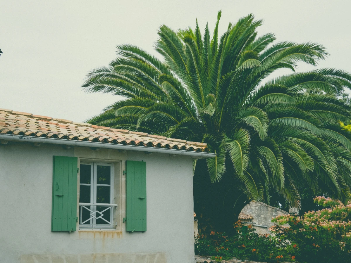 Sabal palm grown up against the soffit of a house