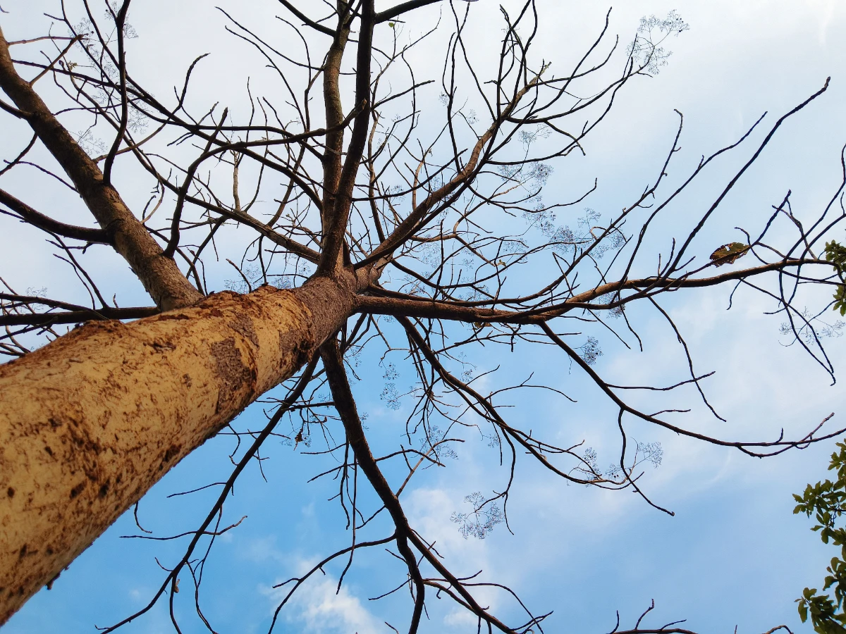 Thin sparse tree canopy showing salt damage and dieback