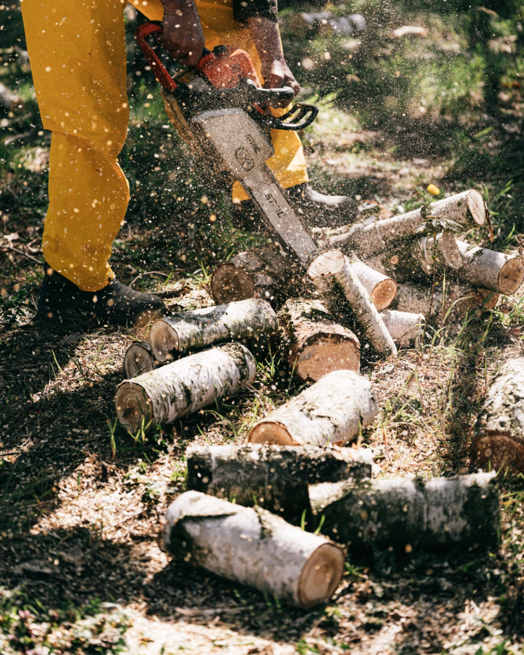 Trunk being cut into sections with a chainsaw at ground level