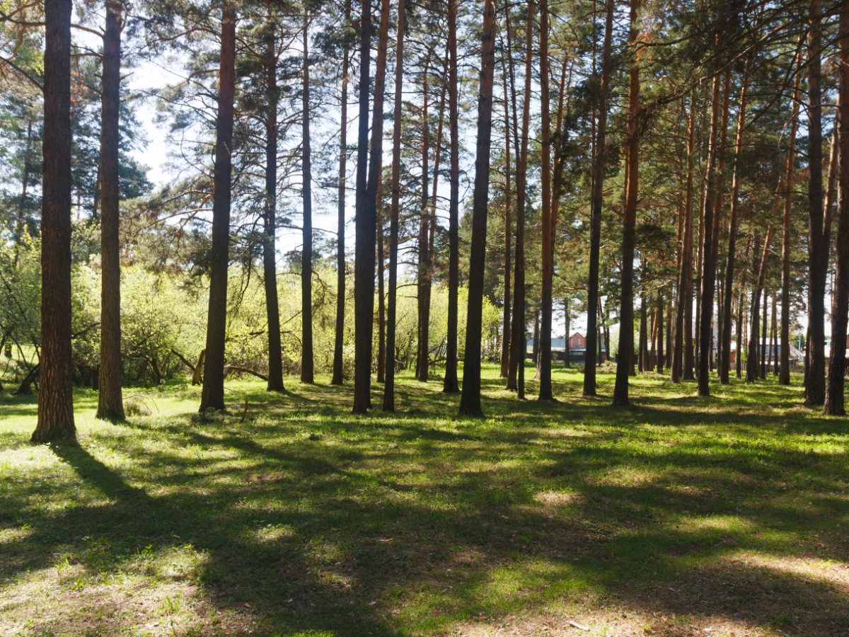 Stand of tall thin slash pines on a large lot