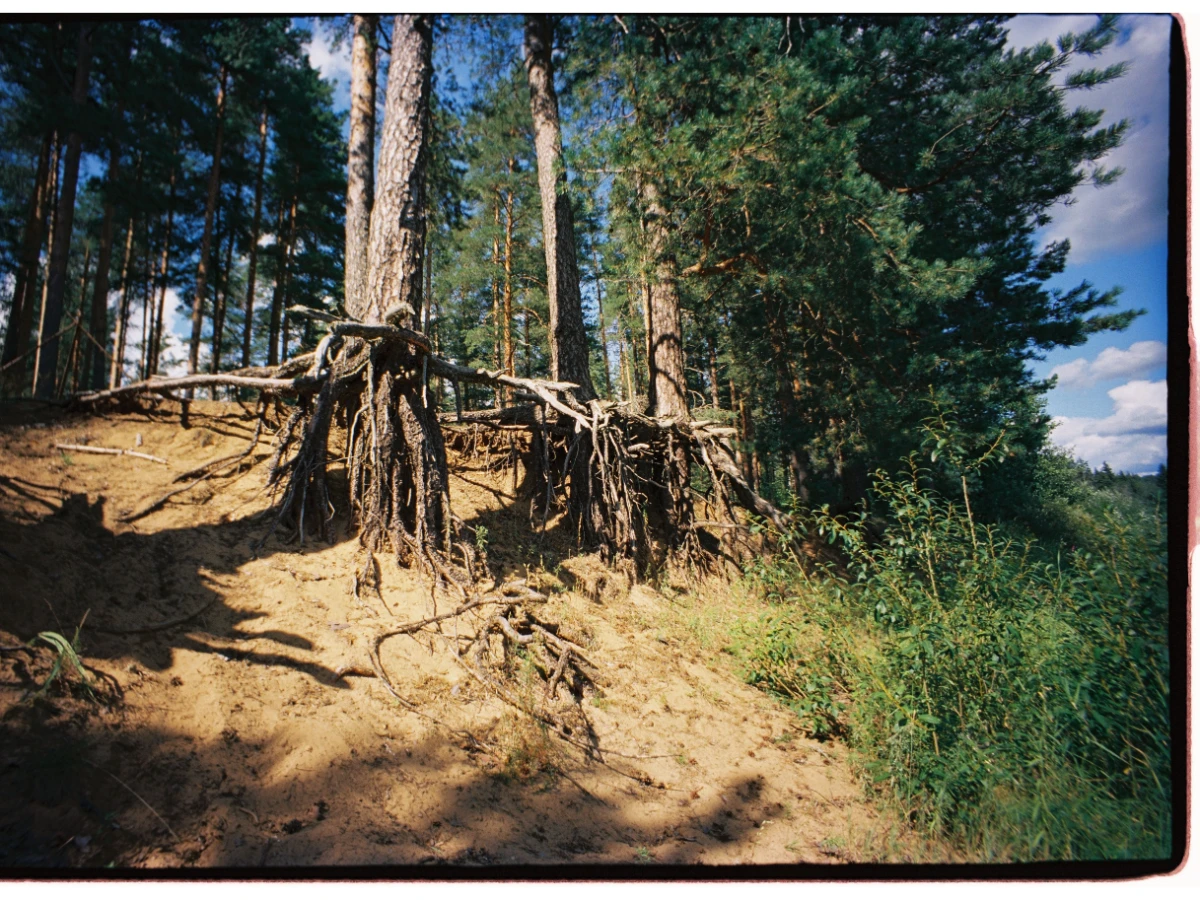 Leaning tree trunk with the root plate lifted out of the ground