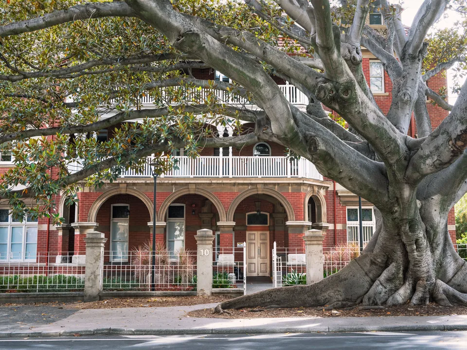 Huge tree with surface roots crowding the front of a building