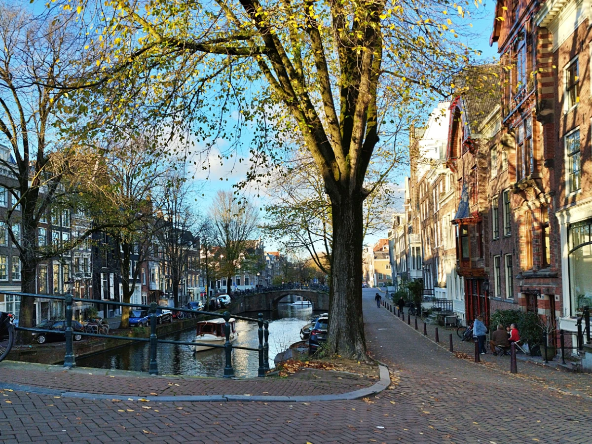 Tree growing hard against a concrete canal seawall
