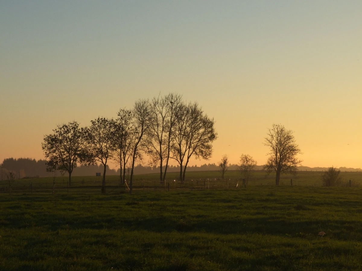 Treeline growing out over a pasture fence line