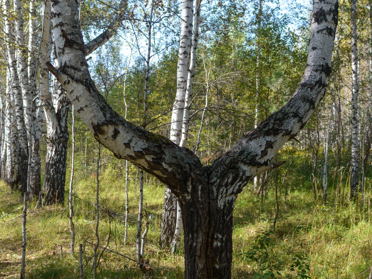 Tree with two co dominant trunks meeting in a tight fork