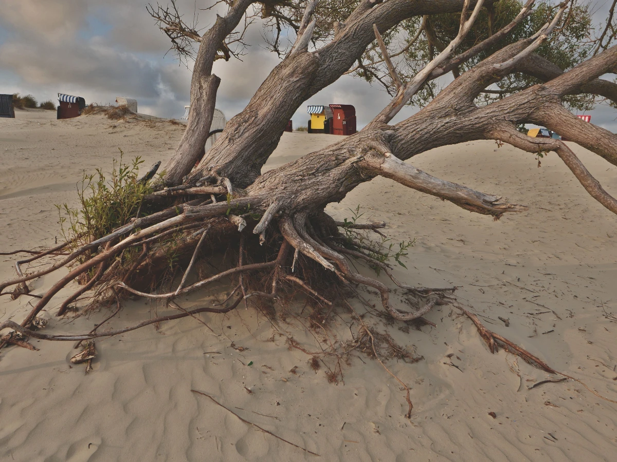 Tree permanently leaning away from the coast beside a canal