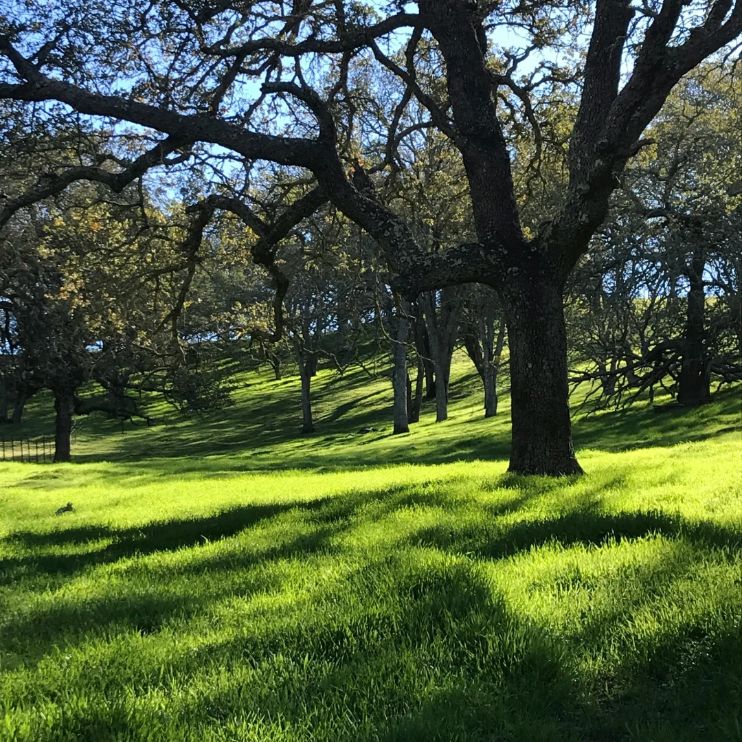 A residential yard with mature live oaks standing clear of the house, mown grass beneath
