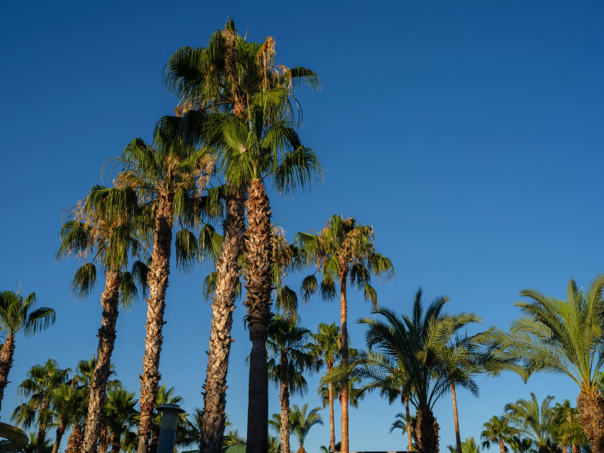 Cabbage palm with a cleanly trimmed crown