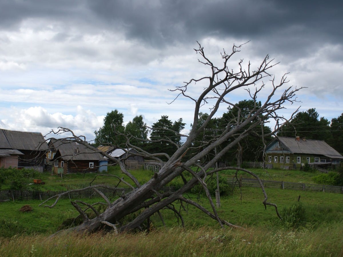 Dead tree fallen across a residential yard near houses