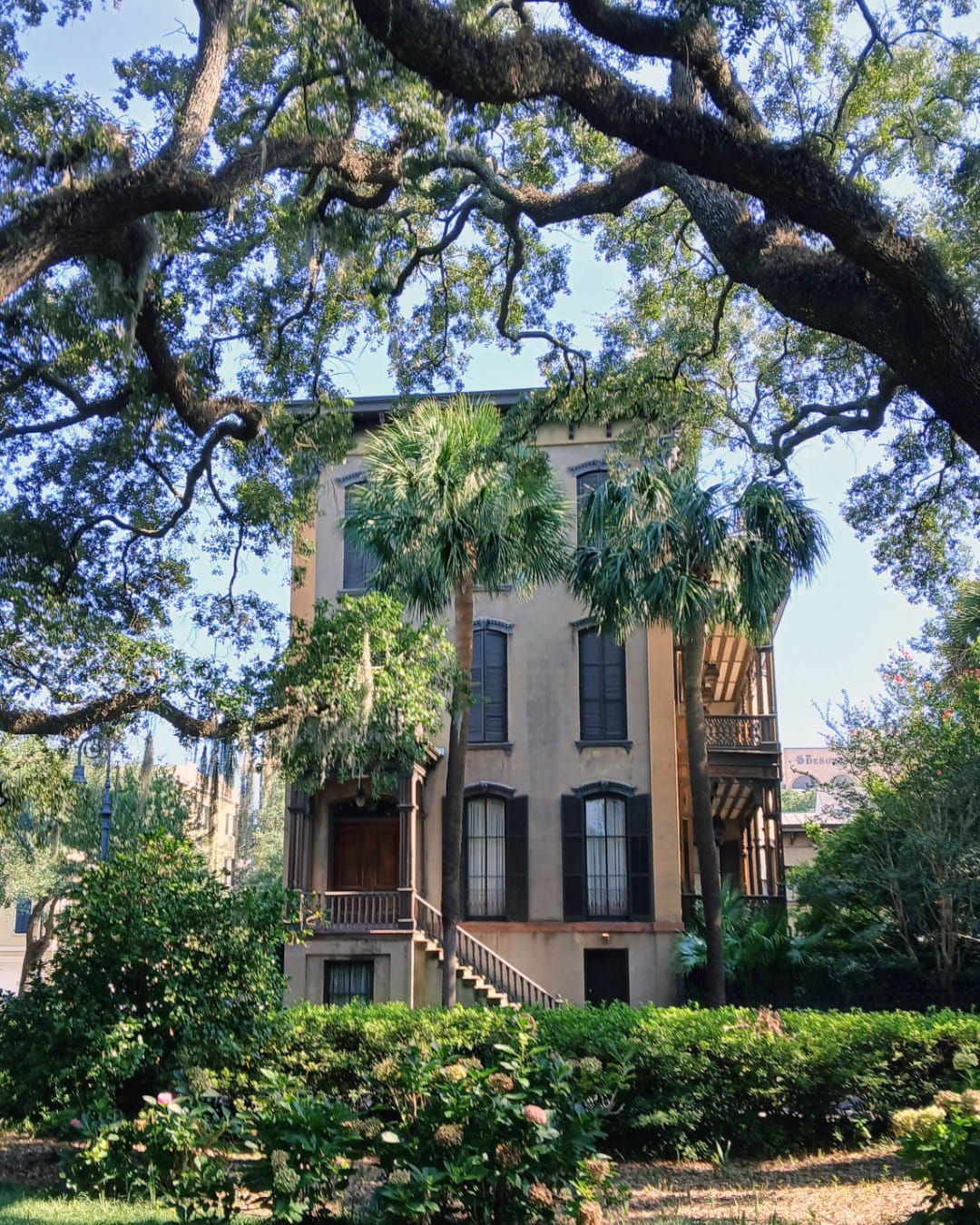 Live oak hung with Spanish moss arching over a house