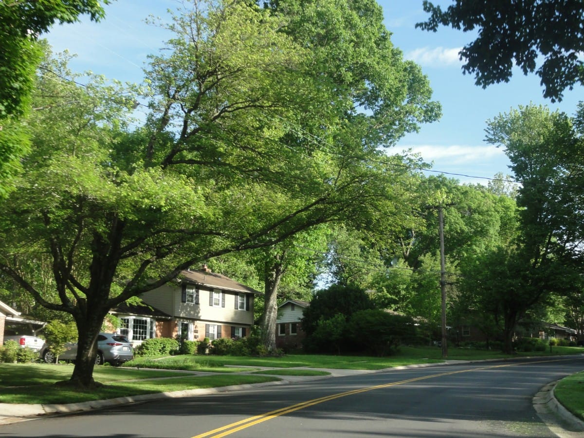 Mature shade tree spreading its canopy over a residential street