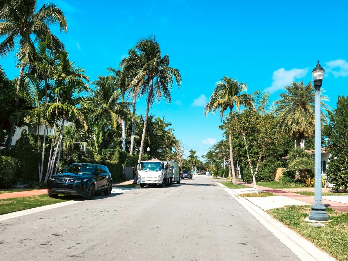 Palms lining a residential street