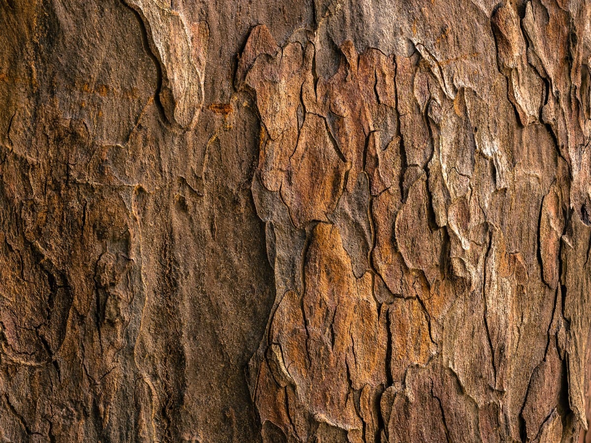 Close view of tree bark