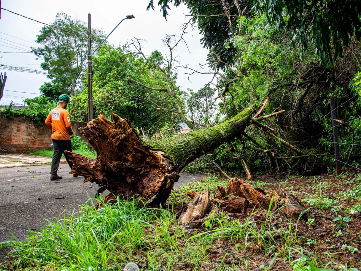 Uprooted tree with its root ball lying across a road