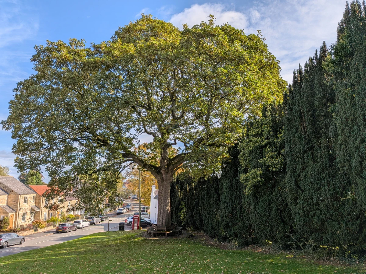 Mature oak standing close beside a single storey home