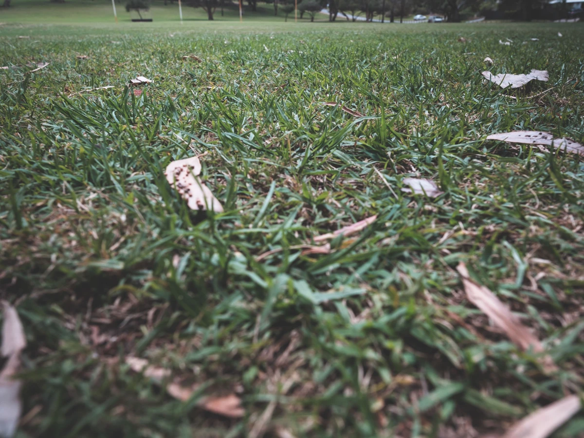 Level patch of ground where a stump has been ground out