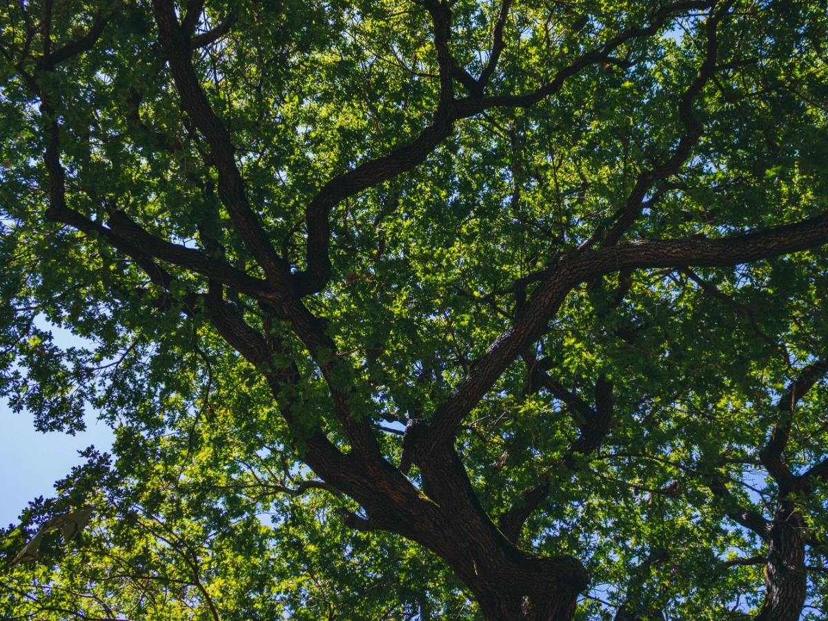 Oak with the lower canopy raised clear of a lawn and driveway