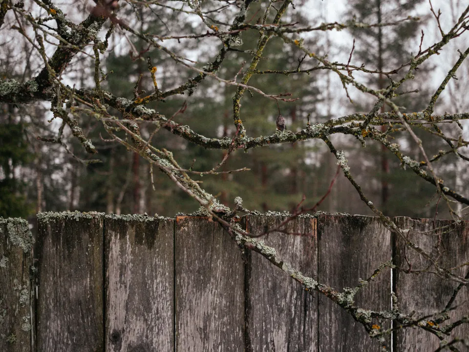 Bare branches reaching over a weathered wooden fence