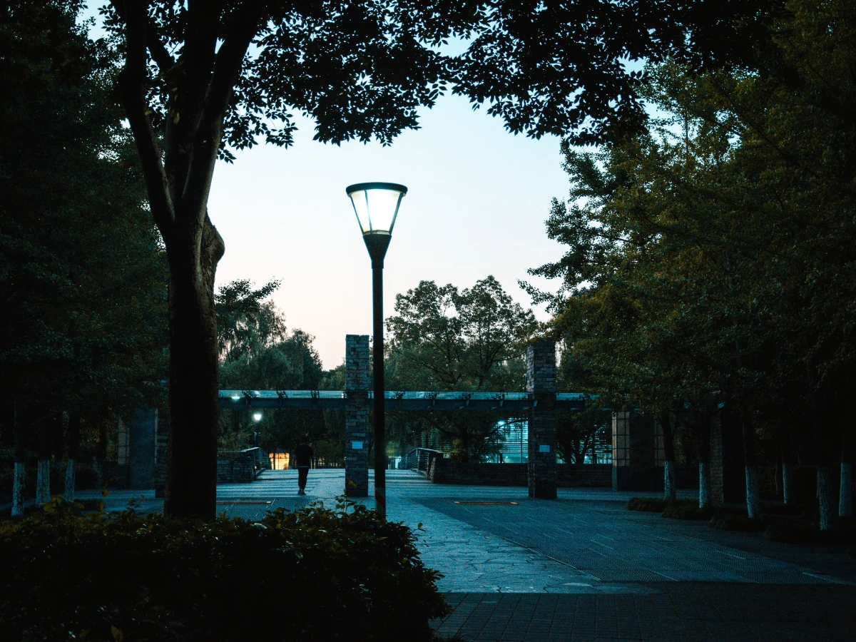 Tree canopy grown up around a residential street light