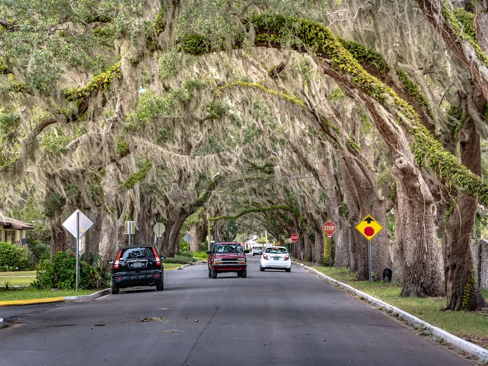 Low tree canopy hanging over a residential driveway