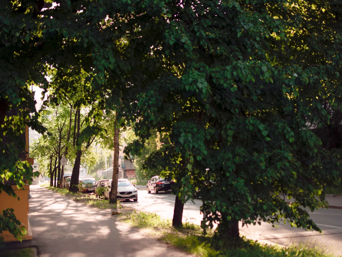 Low tree canopy hanging over a residential sidewalk