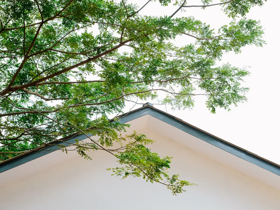 Oak limbs touching the edge of a house roof
