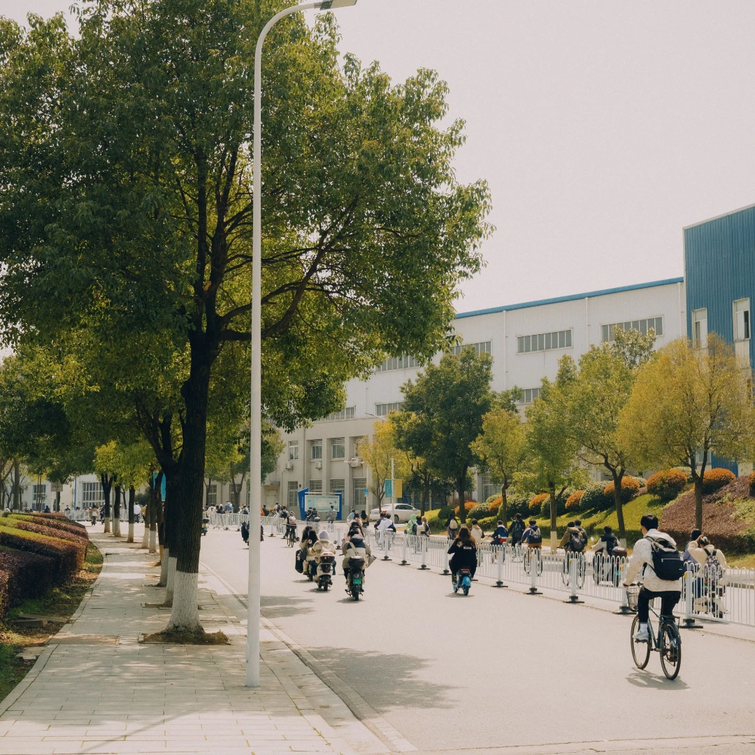A residential street lined with trees whose canopies sit high and clear above the sidewalk