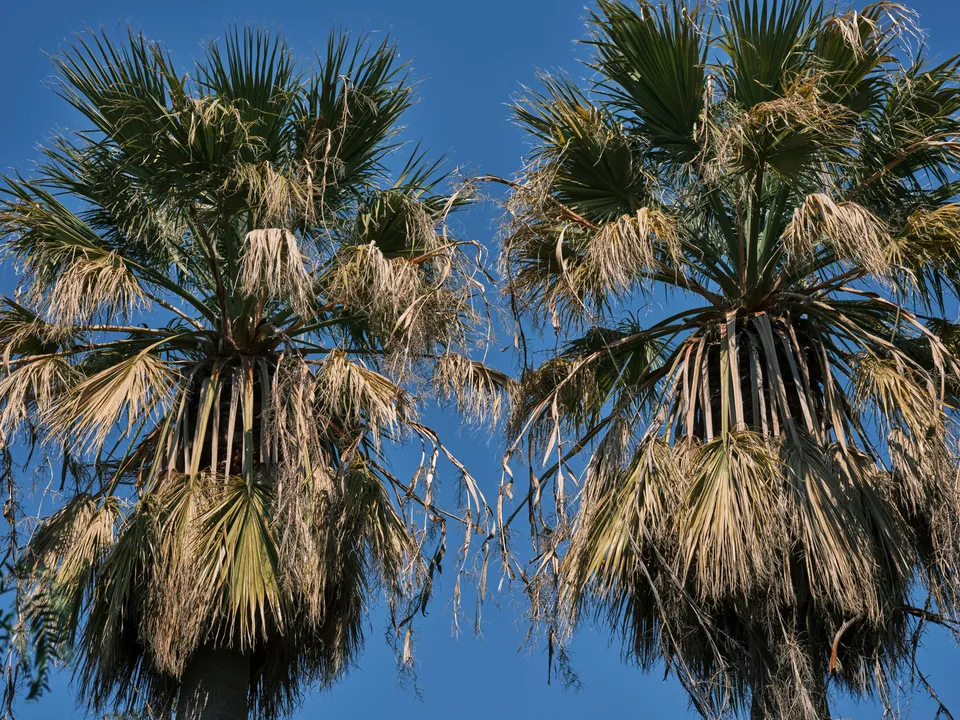 Queen palm fronds hanging from the crown