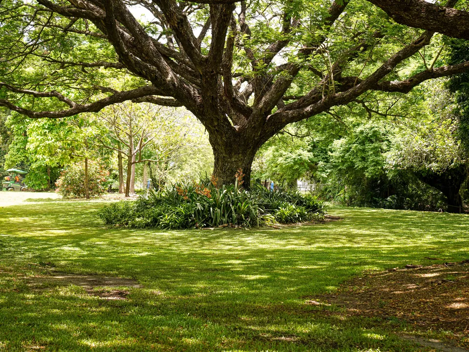 Live oak with a raised canopy over an open lawn