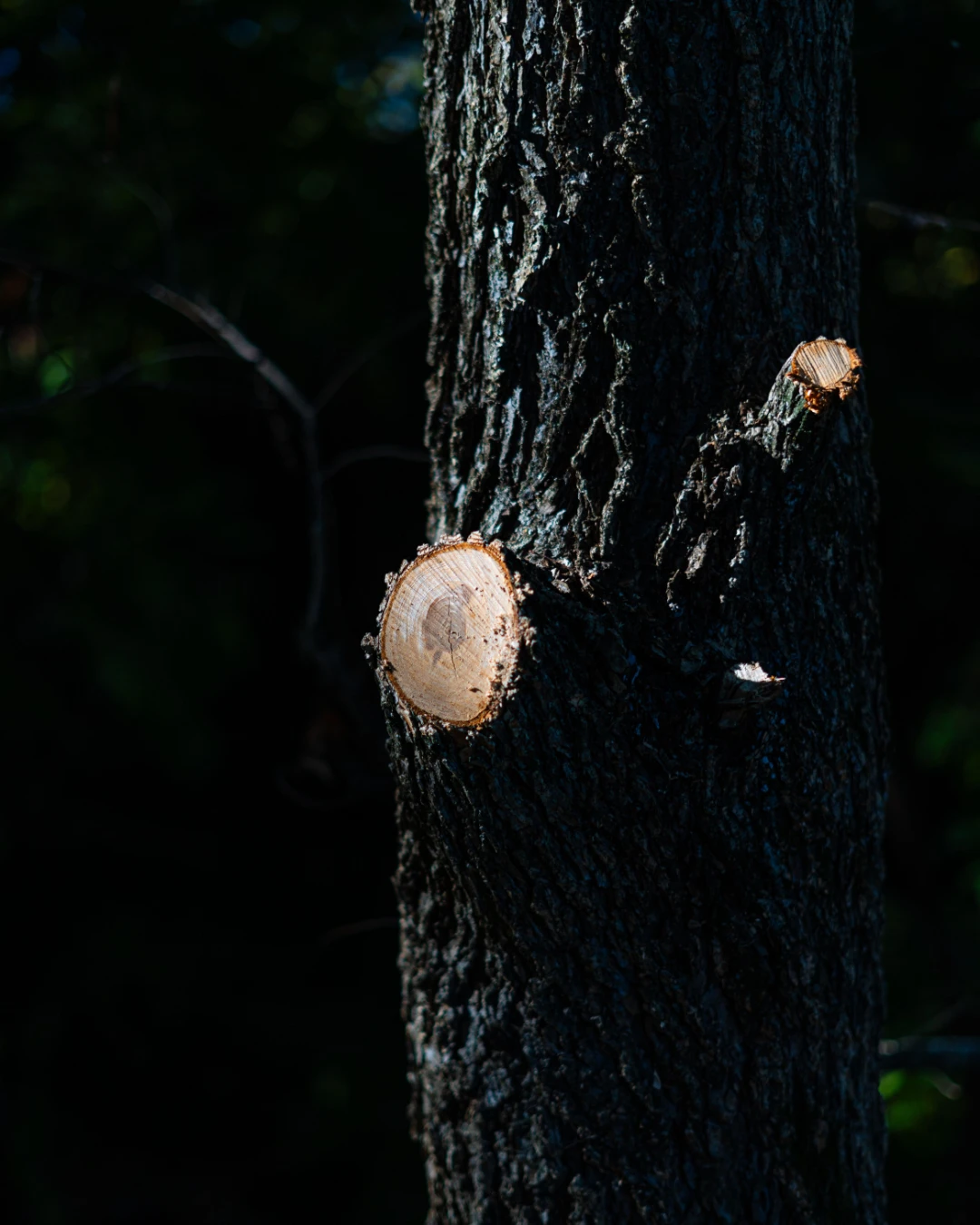 Reduction cut being made back to a lateral branch