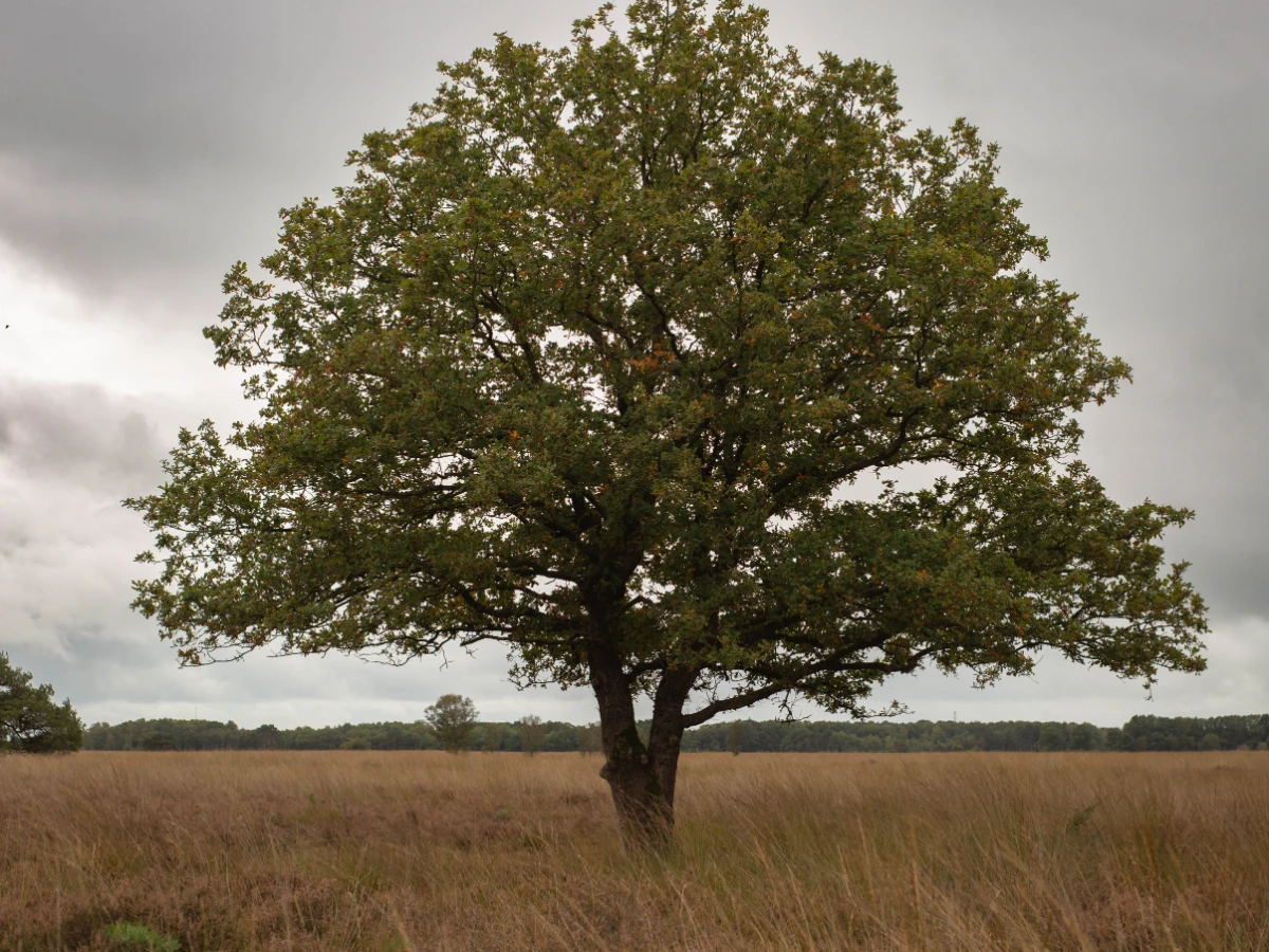 Oak crown thinned and cleaned of deadwood
