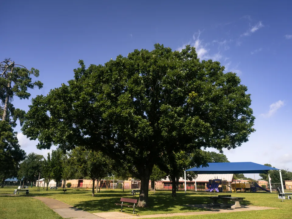 Oak with an open, thinned crown in a park