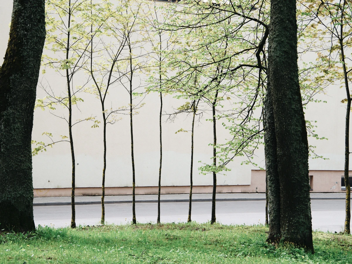 Young street tree with a stake and two competing leaders