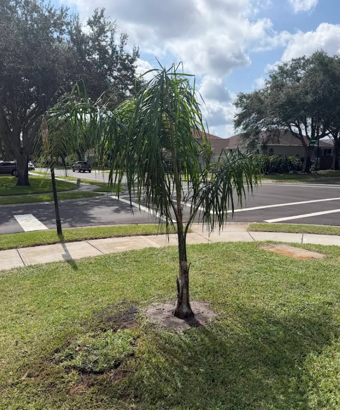Young queen palm planted in a corner lawn beside a sidewalk