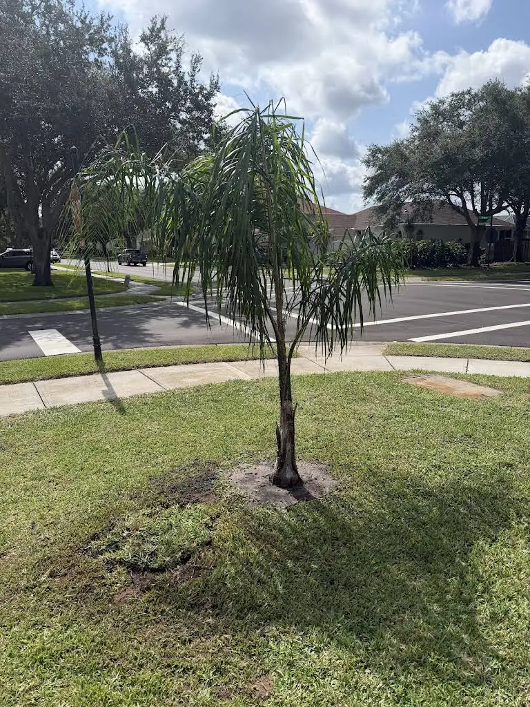 Newly planted queen palm in a fresh bed on a corner lawn