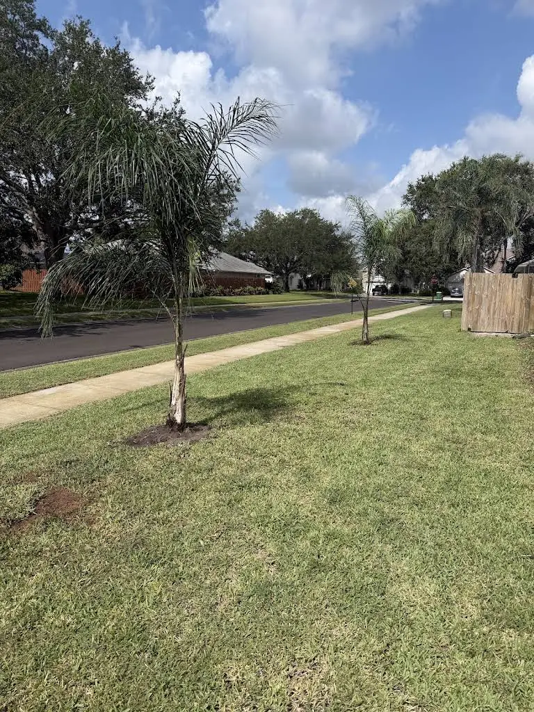 Row of newly planted queen palms along a sidewalk