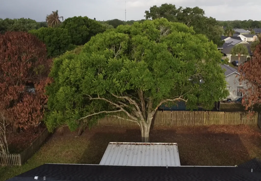 Drone view of a large oak spreading over a shed on a Brevard County lot