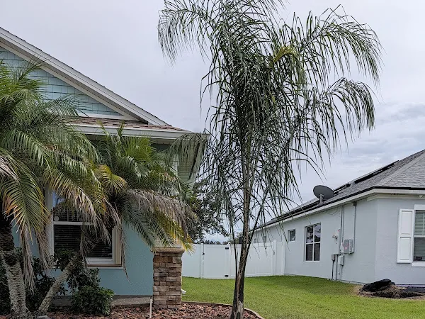 Queen palm growing beside a house