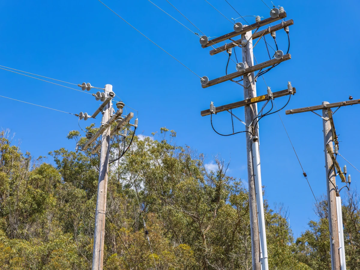 Wooden utility poles carrying overhead power lines above a stand of trees under a clear sky